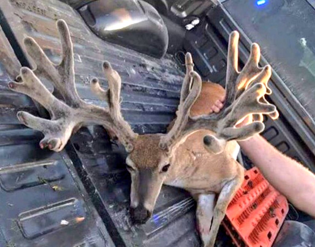 thwackem's tweet photo. Fort Campbell, KY beast roadkilled. More photos on our Instagram page at Midwest_Whitetails_1 https://t.co/oYUYe9v51j