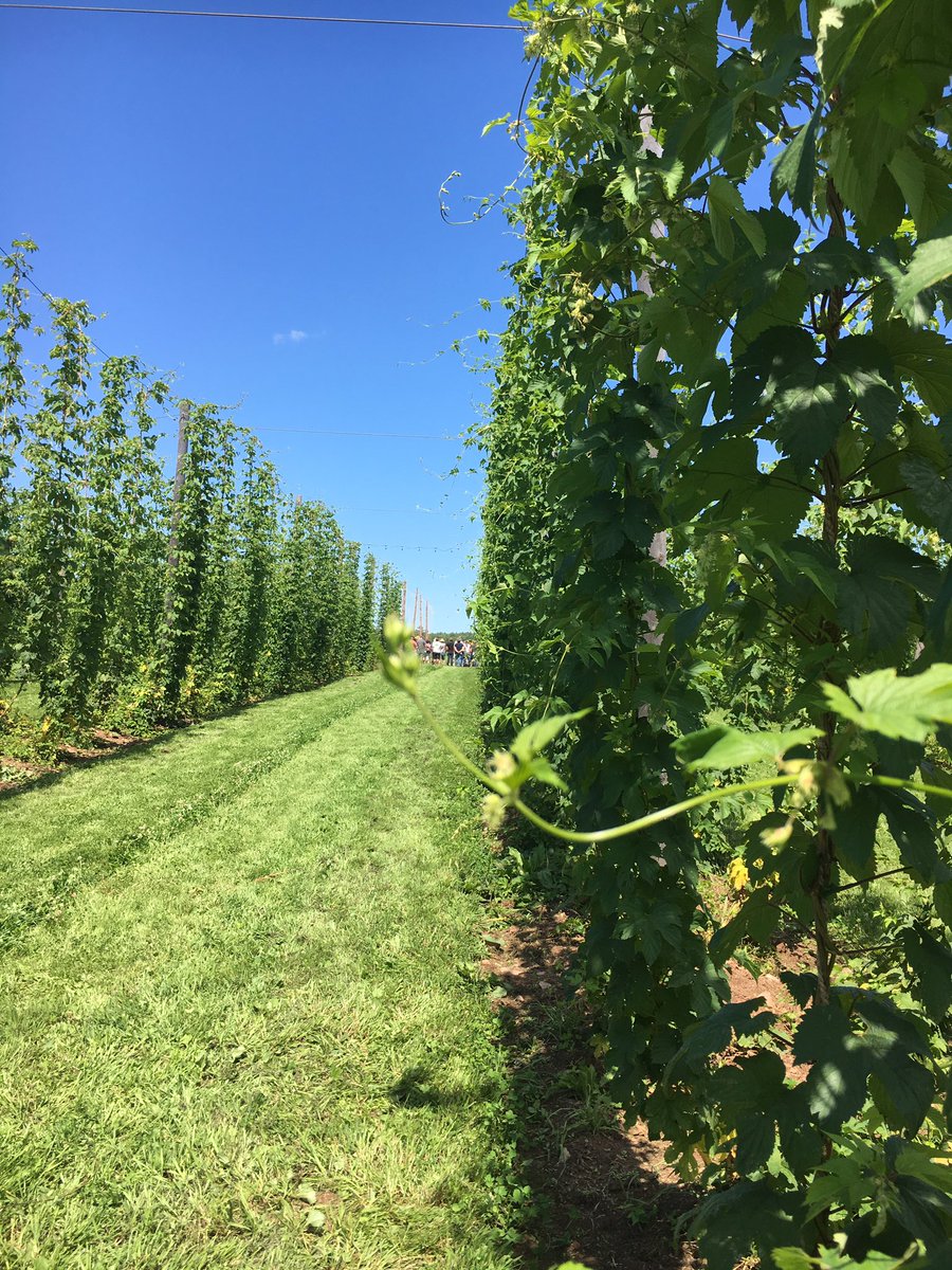 AvrilAgComm's tweet photo. Enjoying an informative Hop Yard Walk and Talk at Wicked Hops in Alton, NS @NSPerennia @AAFC_Canada https://t.co/2UnNN46XSZ