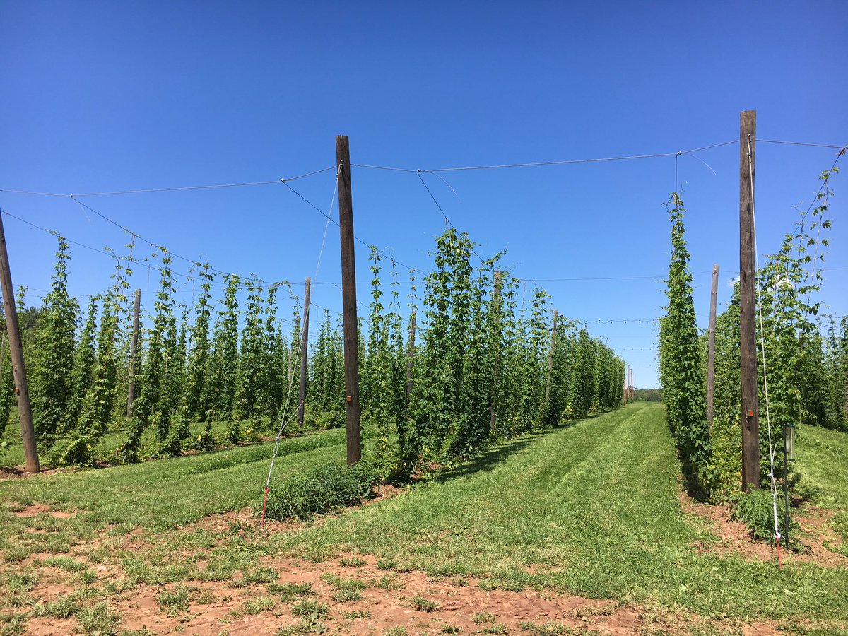 AvrilAgComm's tweet photo. Enjoying an informative Hop Yard Walk and Talk at Wicked Hops in Alton, NS @NSPerennia @AAFC_Canada https://t.co/2UnNN46XSZ