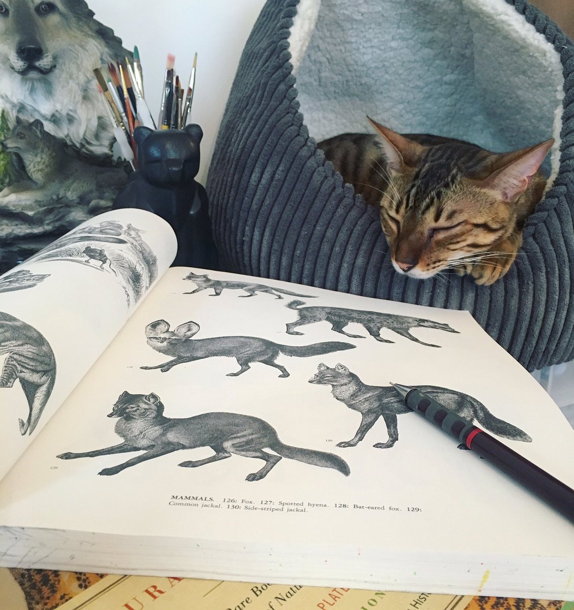 hannahhorn_art's tweet photo. The purrfect drawing buddy 😸 #cat #artistassistant #catnap #drawing #art https://t.co/TWUV2wBEYM
