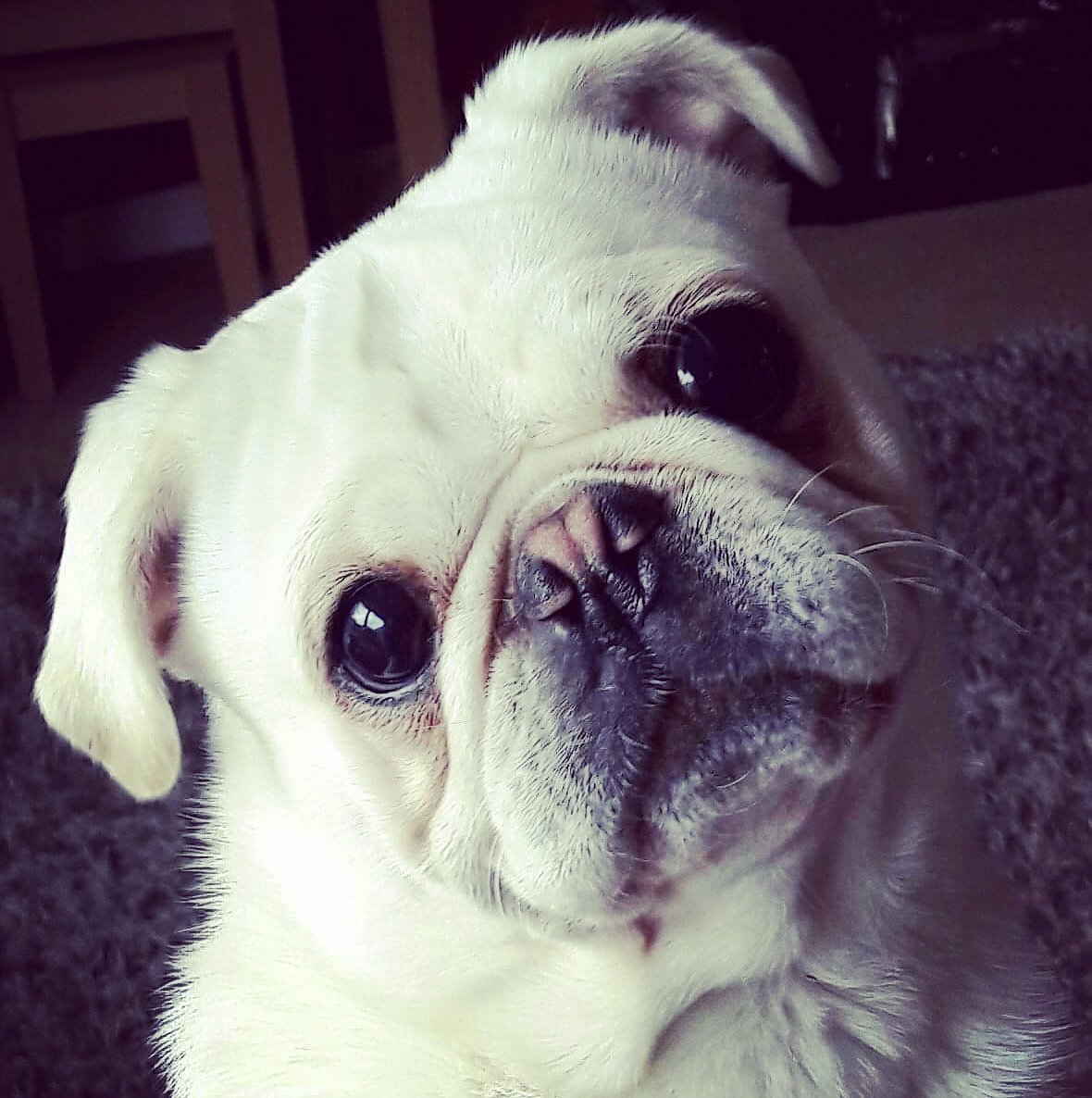 DNightingaleart's tweet photo. Say hello to Henry
Looking forward to painting this happy chappy#pug #petportrait https://t.co/MLHmdUKSqr