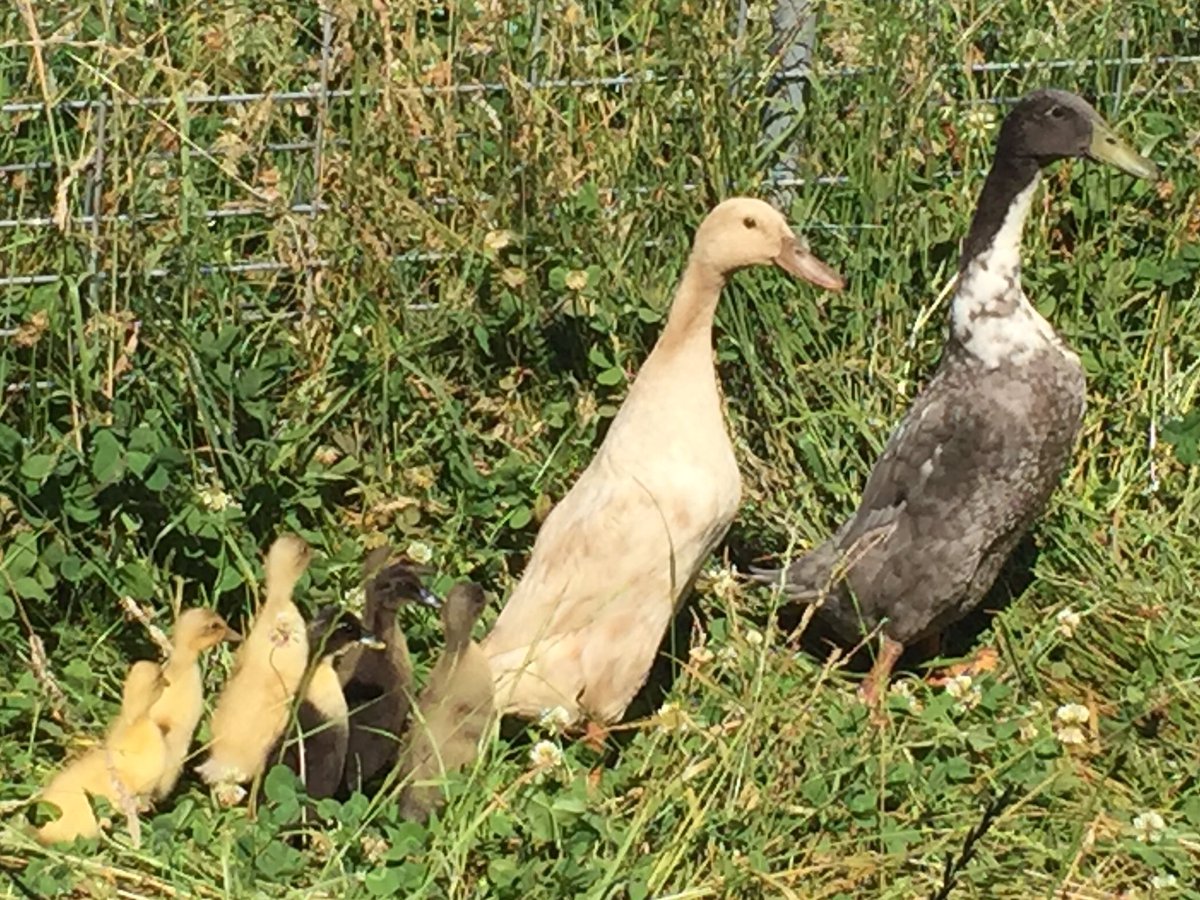 _marisfarms's tweet photo. RT and follow for a chance to win daytime admission for 8! (must get at least 20 total RT to be valid so tell your friends!) https://t.co/wds6thdO6N