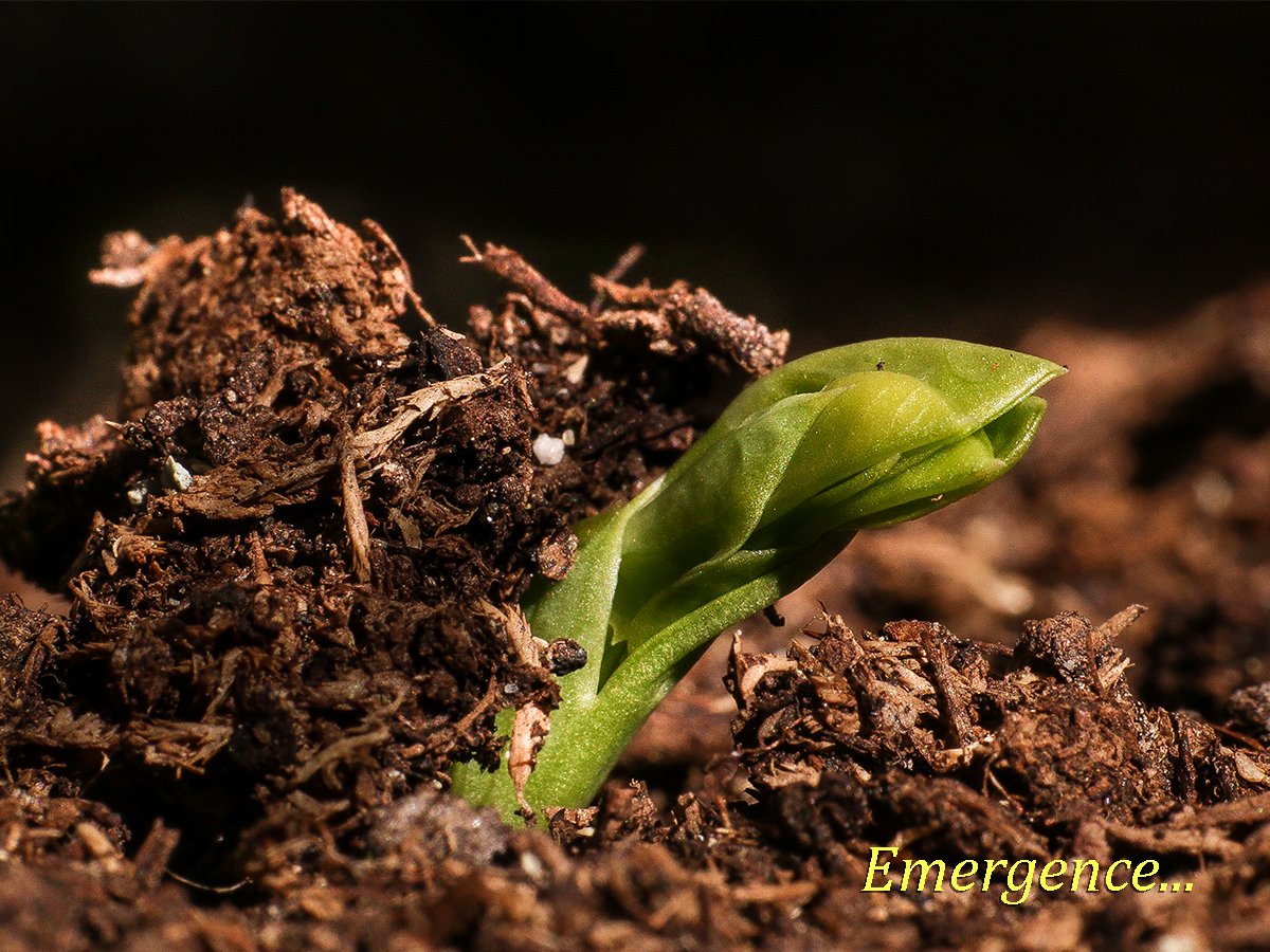 RKSalmon's tweet photo. Pea seedling: Emergence https://t.co/rIzXX7LChP