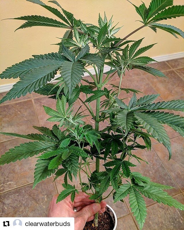 loompafarms's tweet photo. Id bet this is fucking dank.... Keep us updated. #Repost @clearwaterbuds
γ»γ»γ»
Freshly topped #Underdogog x #PurpleP⦠https://t.co/Nwy0eNBE2y https://t.co/8uFf1OVJgu