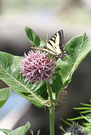 A lbit of nature: Tiger swallowtail butterfly lands on milkweed flower next to the trail circling Barr Lake. More at localcolormag.com/images/DailyPo…