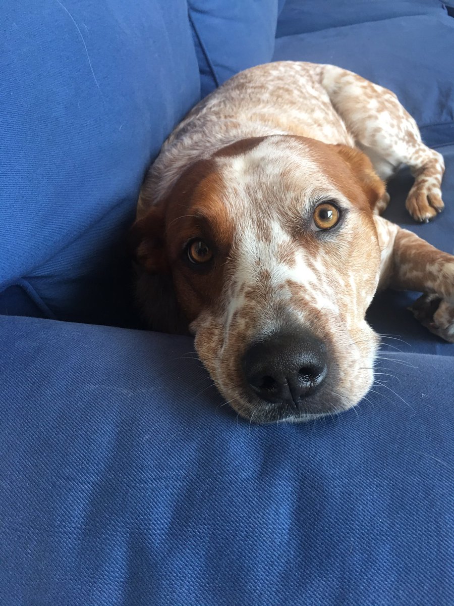 BevoTheDog's tweet photo. Lovin' @buddy_bites_ new treats!! #WednesdayWisdom @TODAYshow @TODAYPuppy https://t.co/40bVZ9o9zG