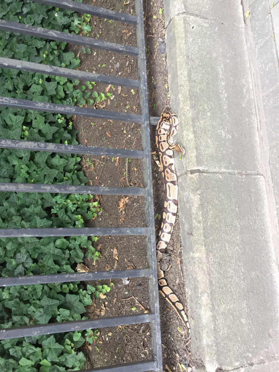 StreathamPeople's tweet photo. Pretty random encounter with a snake on the way home. Anyone missing a python near Battersea? https://t.co/Q6i8gKJRsX