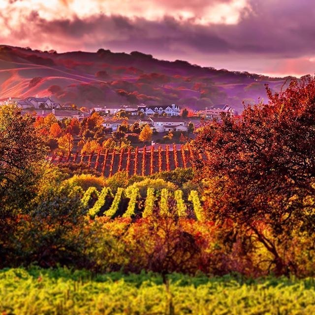 J2LG's tweet photo. 🍇 #Vineyard #winecountry #colorsplash #breathtaking #landscape #pictureperfect #vineyards #views #beautifulsky #awesome #landscapepic https://t.co/v9jc9ed4eD
