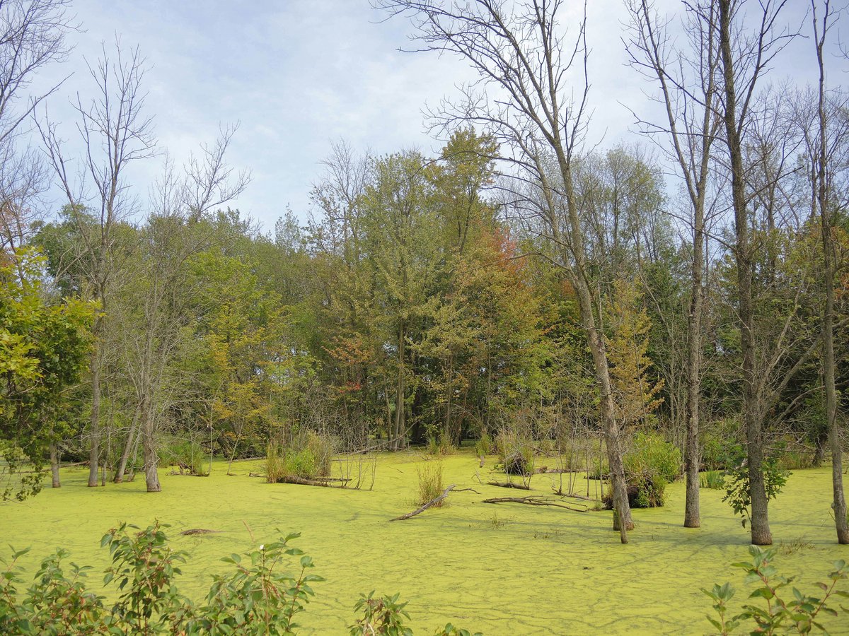 NCamdenWriter's tweet photo. #MotherNature 's beautiful #Swamp off the #Ozaukee bike trail. https://t.co/yj1xUXiOx7