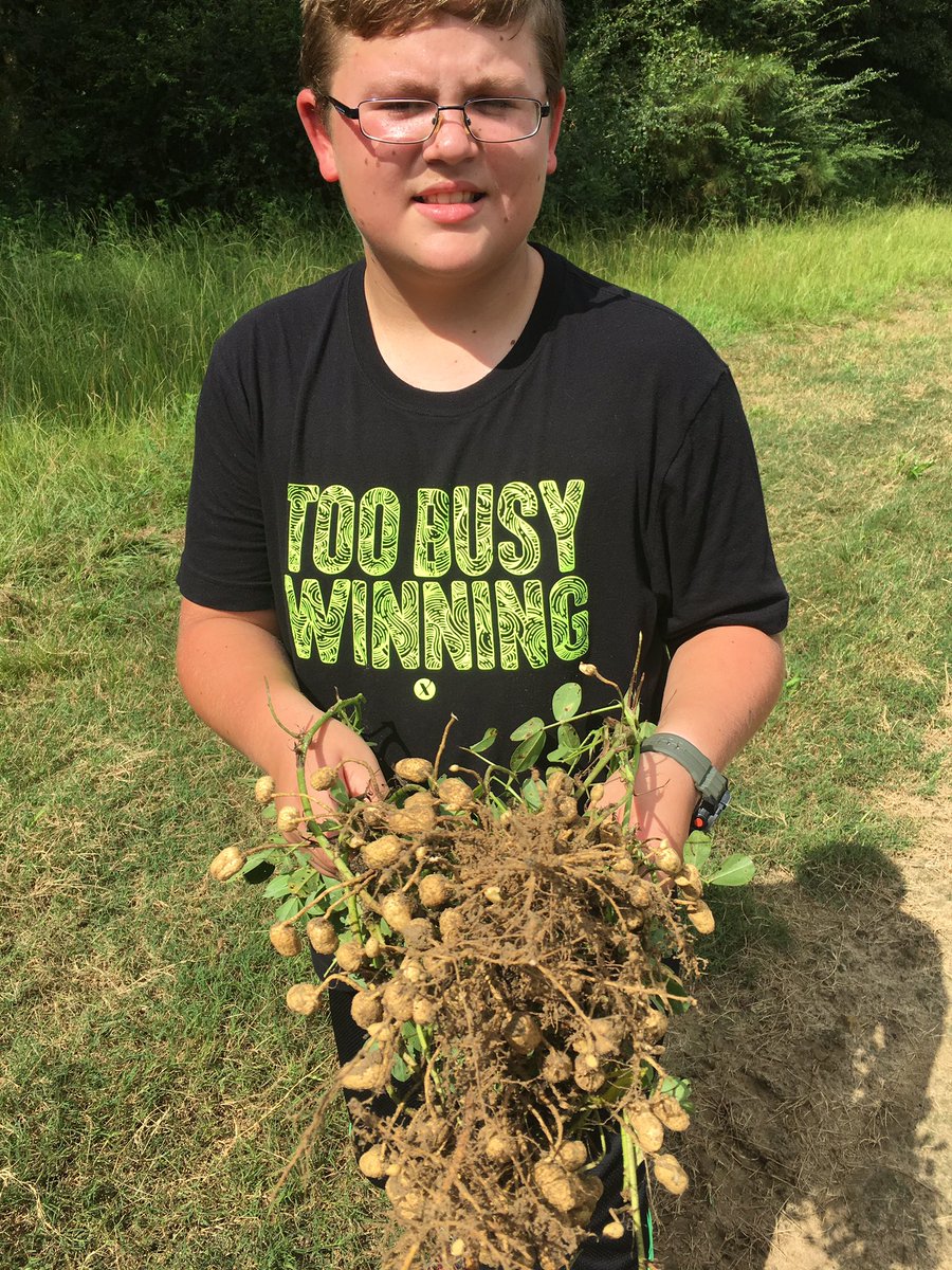Bert_ConceptAg's tweet photo. 85 day old peanuts in SE Georgia. Just starting to really peg down. #conceptAg8306 #bunchabugs #biovate #calbor #toobusywinning https://t.co/gqZ1Ifvd6a