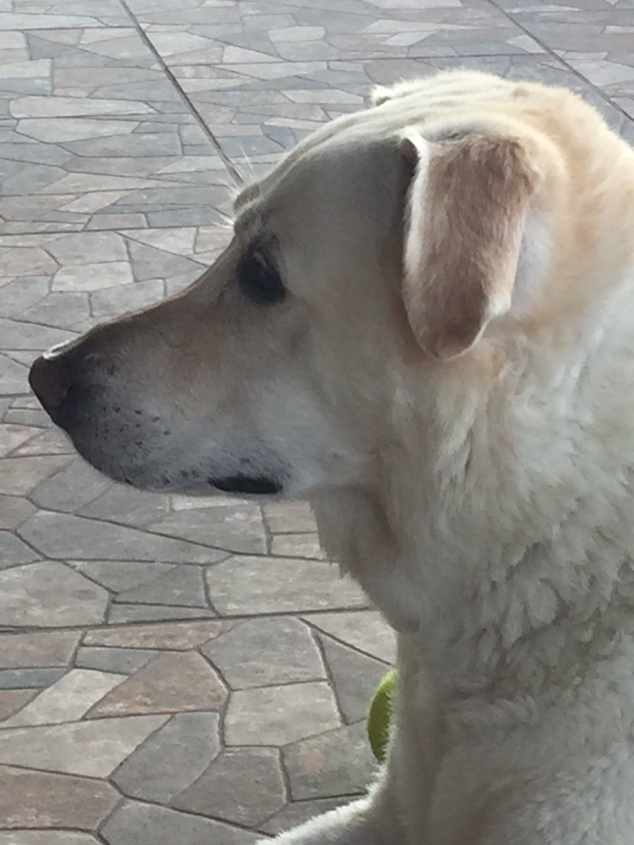 afelgent's tweet image. If you're on the Internet no one knows you're a dog, but everyone can smell a marketer from a mile away. #Sizzler17