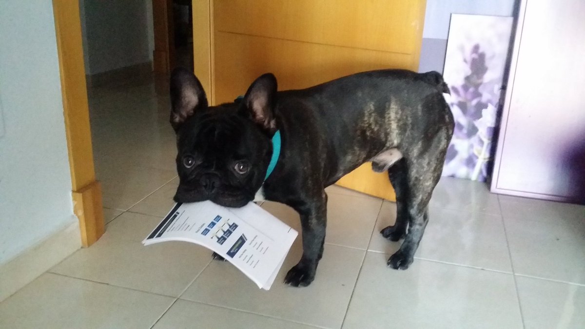 ItsLemonyEmily's tweet photo. Who's a naughty boy? Stealing mummy's work papers! :O #PetsBehavingBadly https://t.co/lKTiVZ1A5b