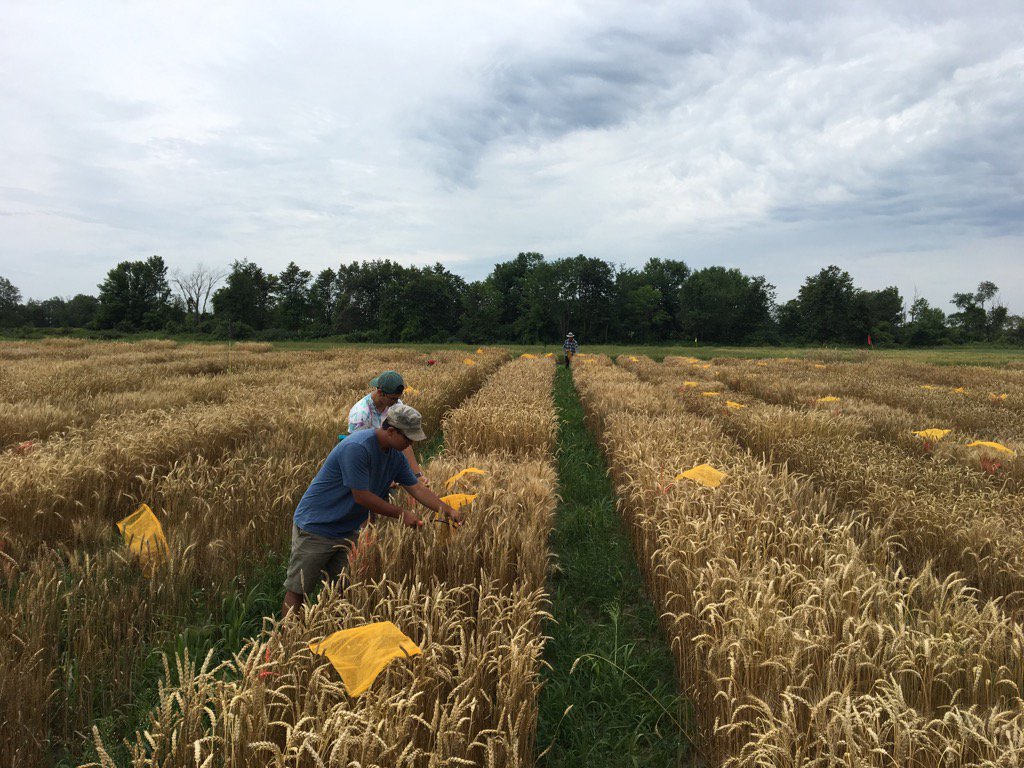 Head selection <a href="/WheatBreeding/">UofG Wheat Breeding</a>