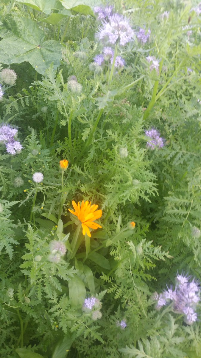 bren2u2's tweet photo. Sorry volgers..moet weer ff update sturen van mijn supermooie #bloemrijke akkerrand 😆 er zaten overal hommels te dutten op de bloemen. https://t.co/Ocf1ytlvCw