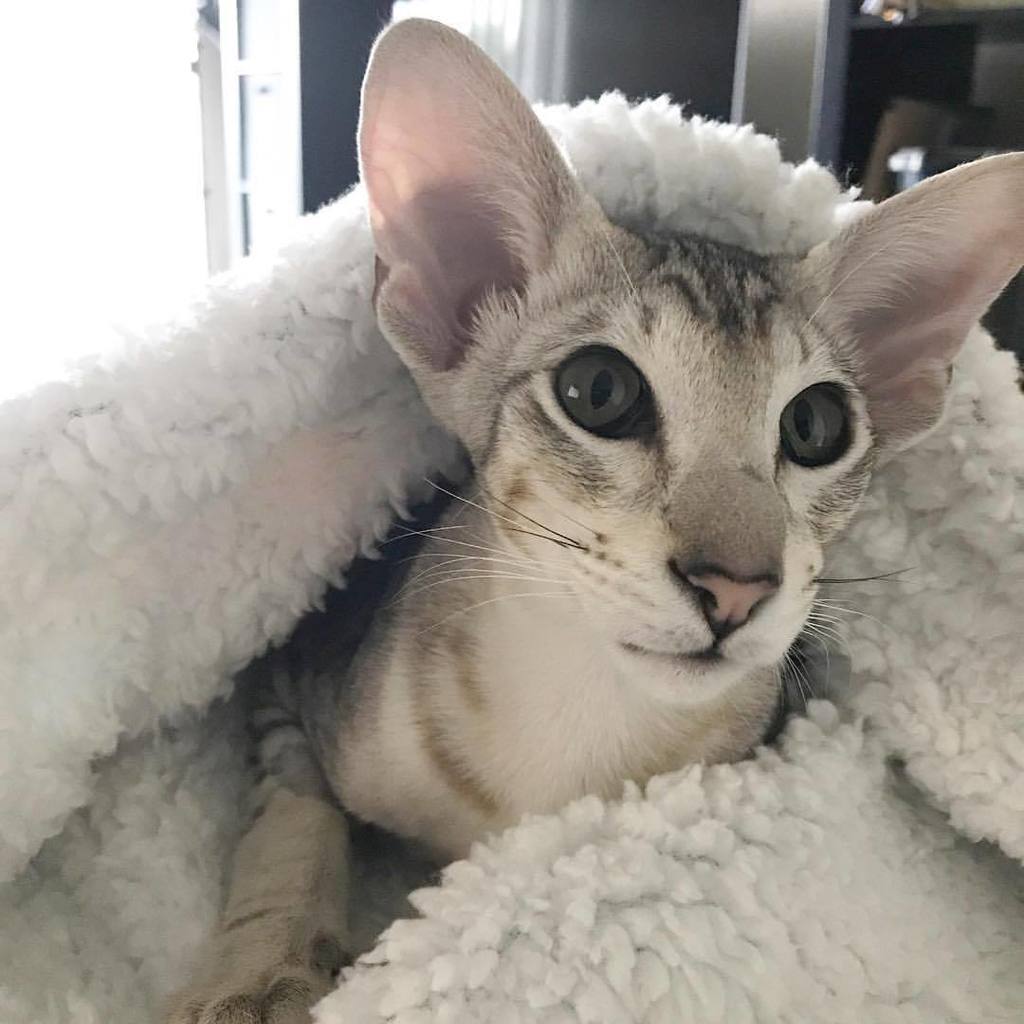 olly_and_elle's tweet photo. “Soft kitty, warm kitty…My little man is all snuggled up. 😻😻😻 #olly_and_elle #orientalcat #orientalshorthair #orientalkitten #orientalcatso… https://t.co/mEtXNtk6cx