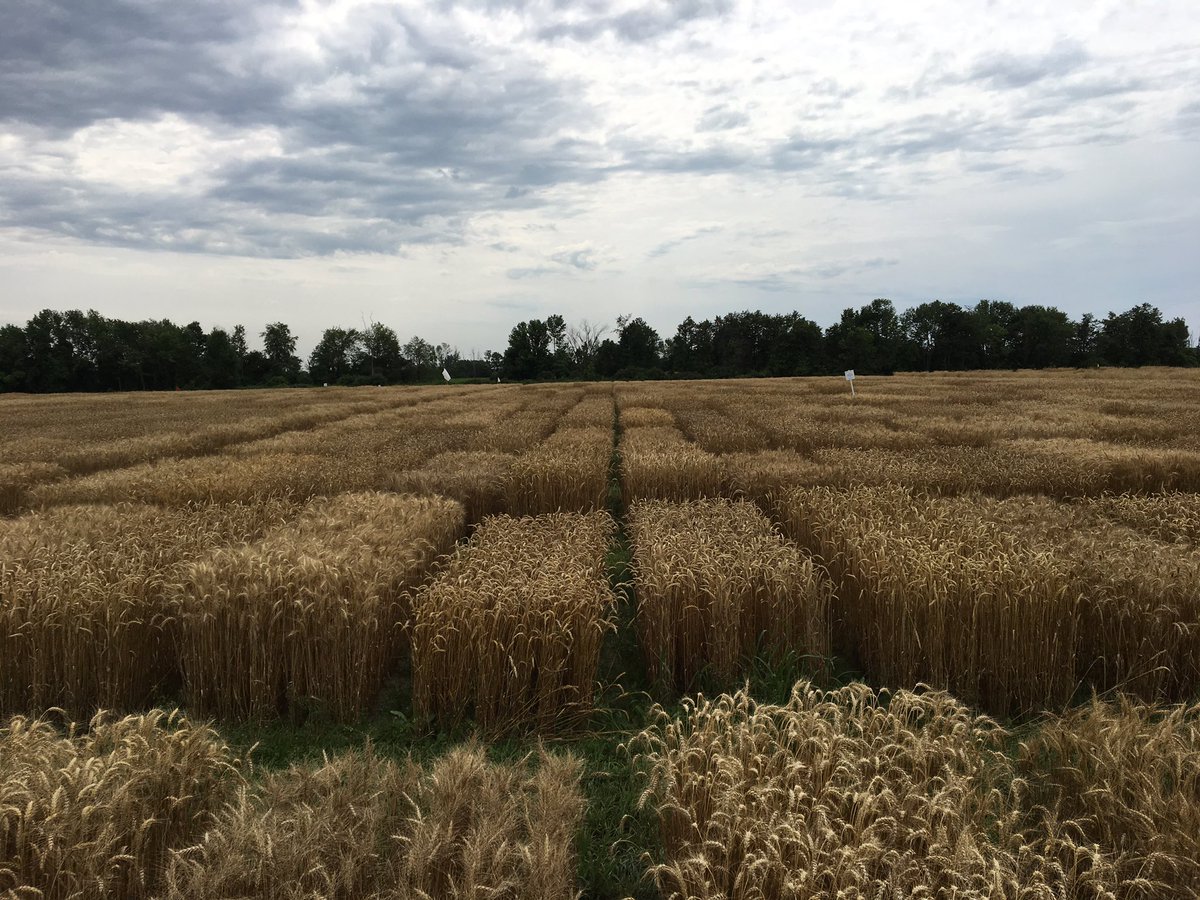 Alireza Navabi tweet media