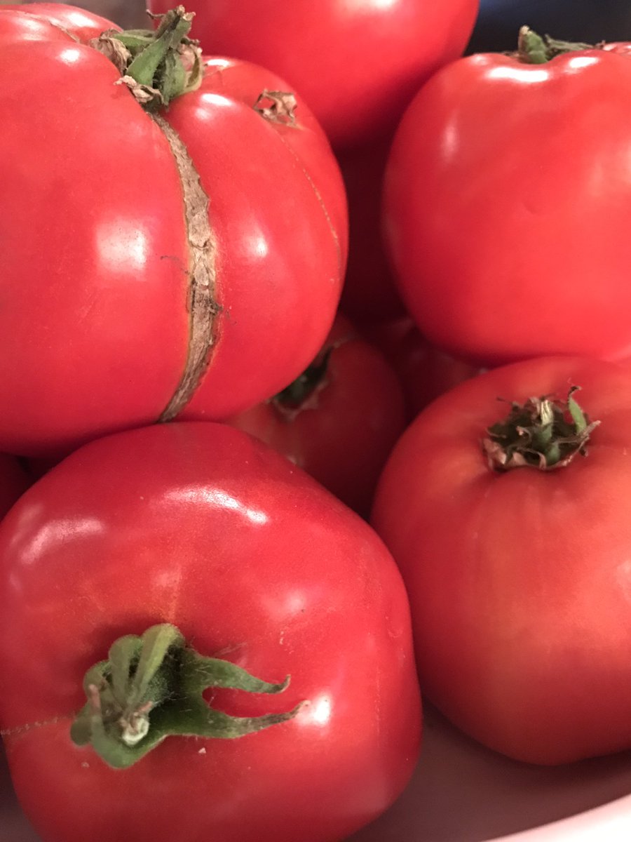 3sixtykitchen's tweet photo. #tomatoseason is here! It's like #christmasinjuly #threesixtykitchen #vancouverwa #farmtofork #flamingoridge #tomatotime #freshandlocal https://t.co/sxEg63LzyL