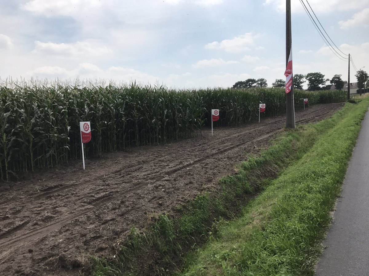 ceyssens_p's tweet photo. Maïsdemo te Loenhout, zeker een bezoekje waard! 🌽🌽 https://t.co/723u23KjuW