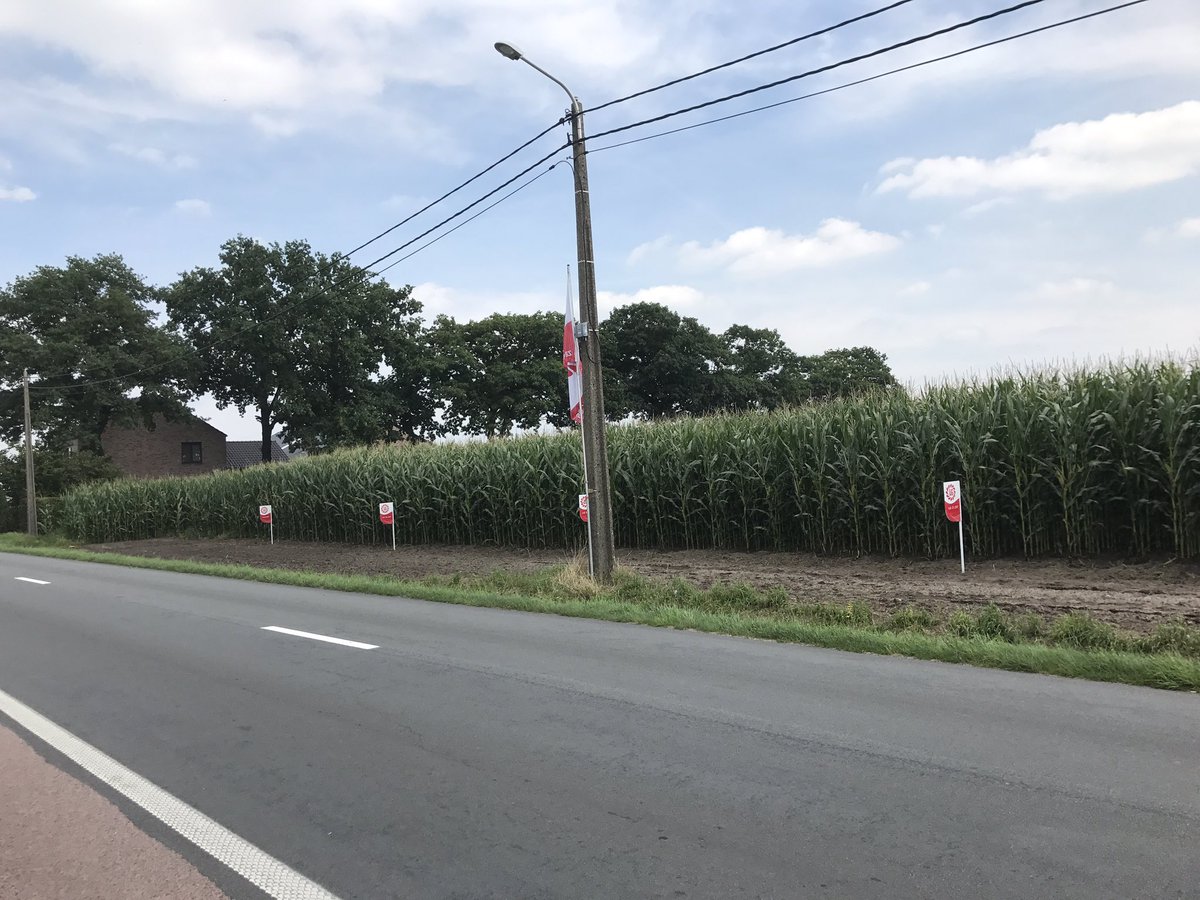 ceyssens_p's tweet photo. Maïsdemo te Loenhout, zeker een bezoekje waard! 🌽🌽 https://t.co/723u23KjuW