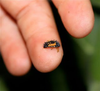 Halifaxseed's tweet photo. Have you seen these insects on your plants? If so, leave them alone; they're ladybug larvae! #Halifax https://t.co/O3FknFx9IA