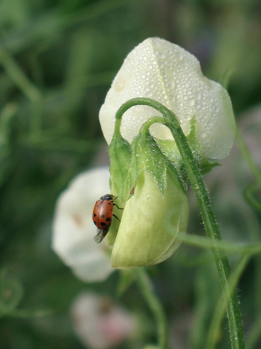 Halifaxseed's tweet photo. Have you seen these insects on your plants? If so, leave them alone; they're ladybug larvae! #Halifax https://t.co/O3FknFx9IA