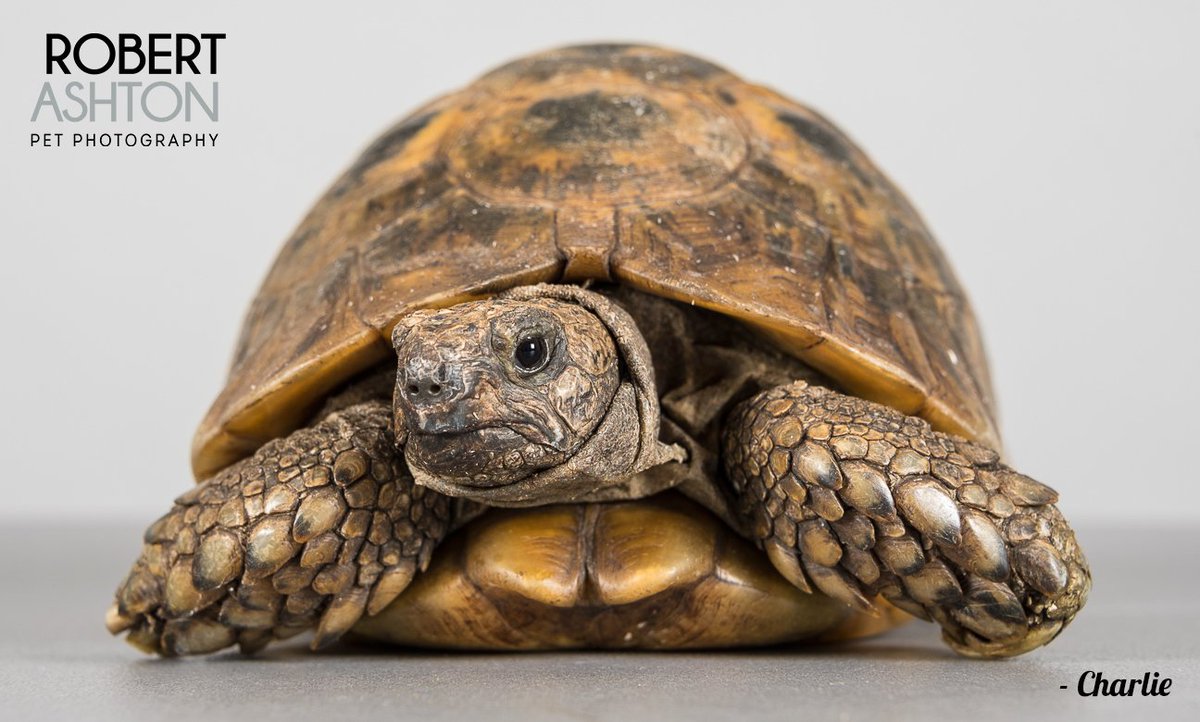 RobAshtonPhoto's tweet photo. Charlie captured using high speed flash!
@mypetsvetsltd #capturingtheircharacter #petphotography #Manchester #tortoise #captainslow #Speedy https://t.co/m1smHywToS