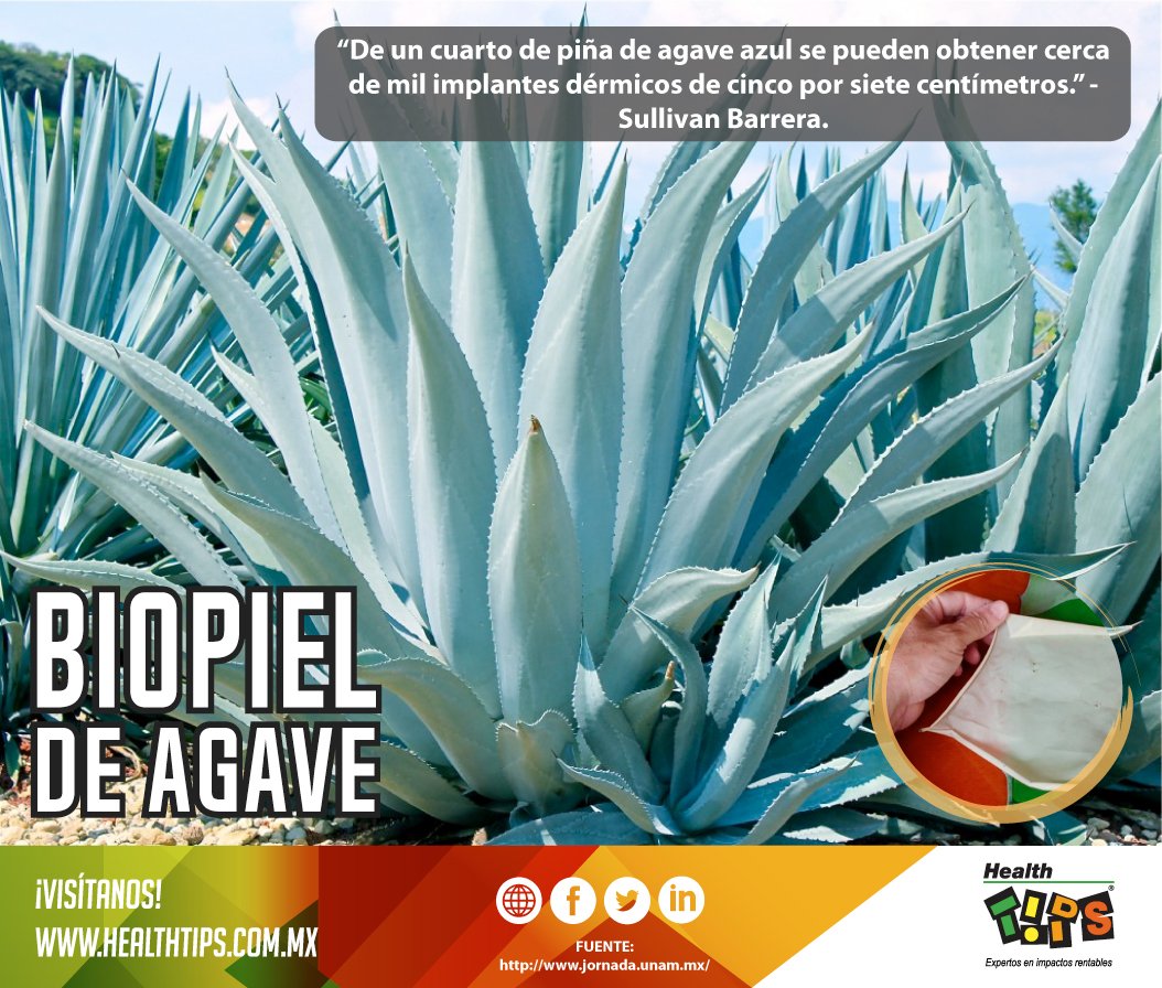 HealthTipsSalud's tweet photo. Bio piel, es a base de polisacáridos o azúcares del agave azul; éste, permite a las células regenerar los tejidos dañados por quemaduras. https://t.co/4592bFq3tz