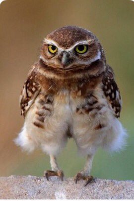nannieruns's tweet photo. Baggy shorts.... https://t.co/7Cuad7smf9