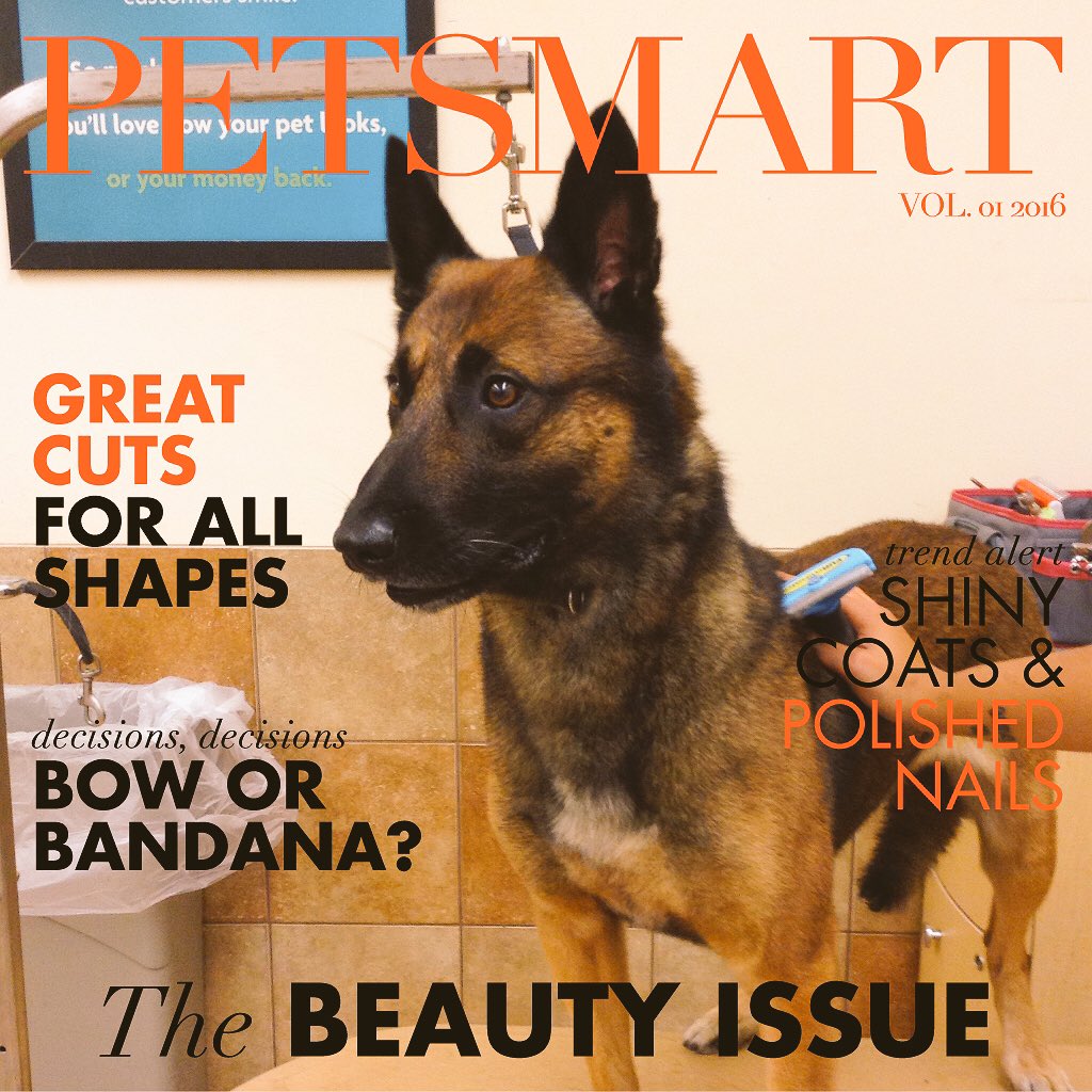 PetSmart221's tweet photo. This handsome pup, Gonzo, will feel much better after getting his Furminator! #PetSmartGrooming #BelgianMalinois @CoastalPETM https://t.co/ryr6WE5ZAo