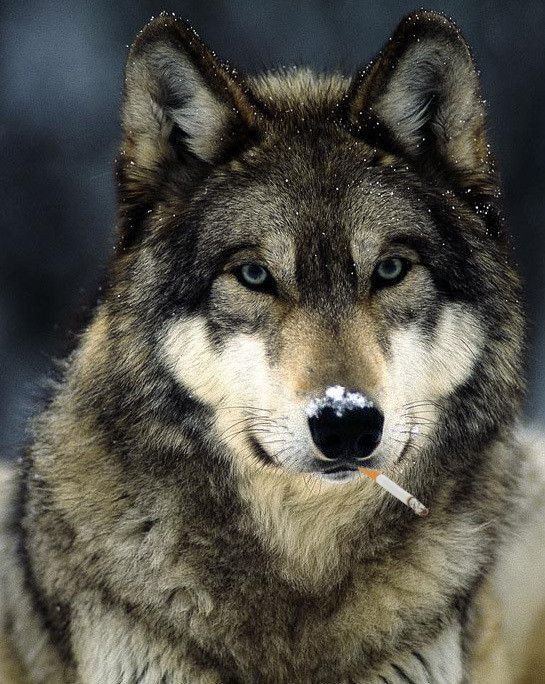 Benjamin_Leduc_'s tweet photo. Il parait que les #incendies de #Provence sont dû au #Loup. Voici le portrait robot du responsable! 
#FoutageDeGueule https://t.co/UUrYYNFAcF