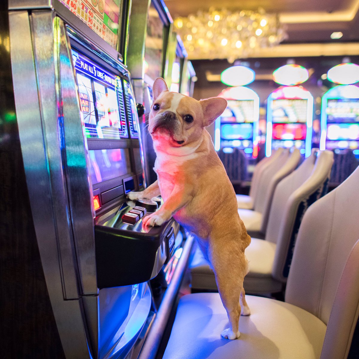 thedogist's tweet photo. Chloe, French Bulldog (4 y/o), S Las Vegas Boulevard, Las Vegas, NV • "She's a high roller." https://t.co/HHDD5J1dob