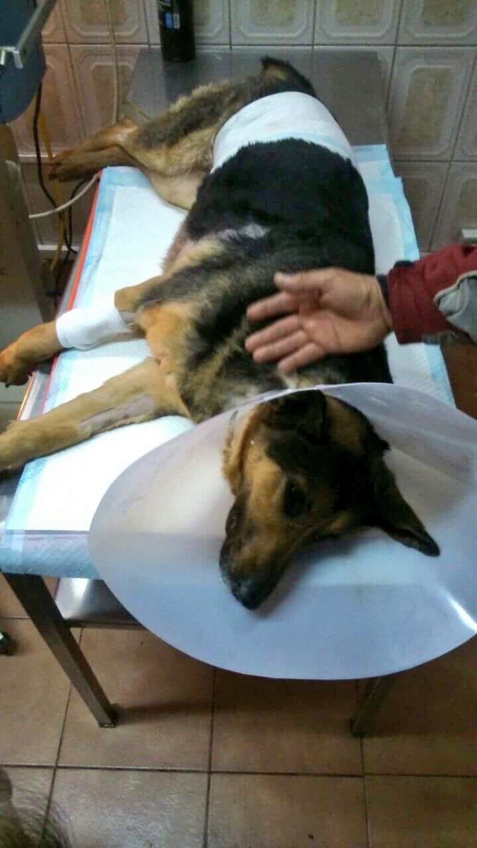 carolinapinoc's tweet photo. URGENTE! Se necesitan dadores sangre perrunos sanos xfa para ayudar a salvar vida d perrunita, está en Sta Rosa 1934, HVS cto: 995024750 RT https://t.co/4isLG4xx3S
