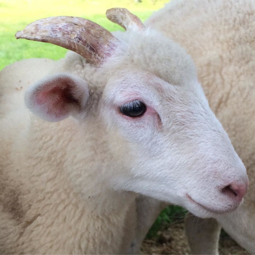 Bae 🐏 #oldsturbridgevillage #sheep #lamb #farm #sheepstagram #wool #fleece #baby #teen #bae #heritagebreed #merino… ift.tt/2tL9vuO