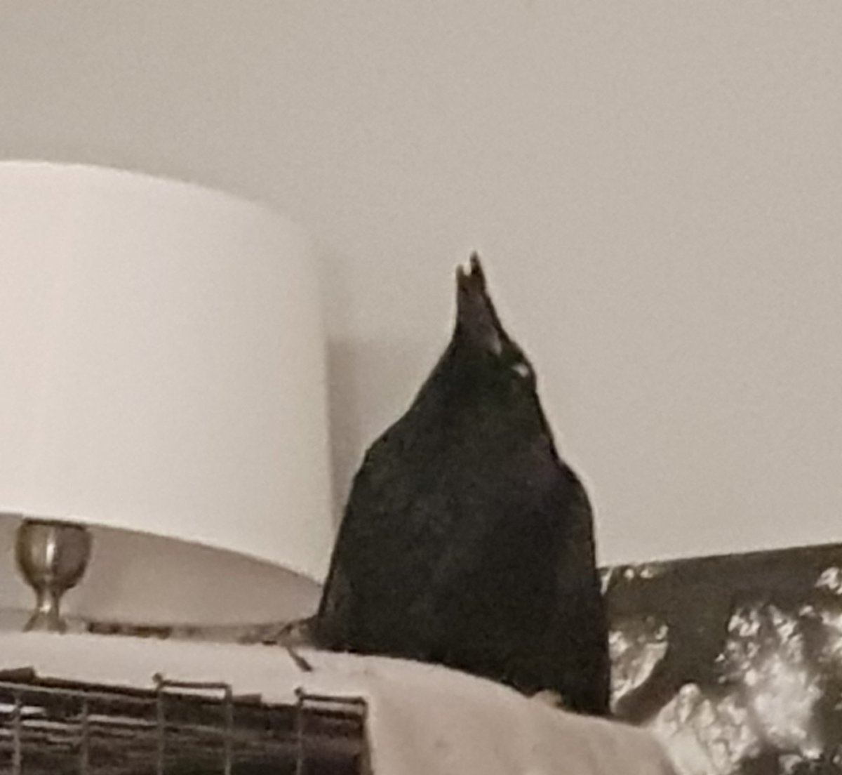 Morrigan_Wolfe's tweet photo. Arya the crow sleep weird. And so it's goodnight from us. ❤
#rescue #crow #disabled #housebird #corvid #cute https://t.co/yco6aGiOGe