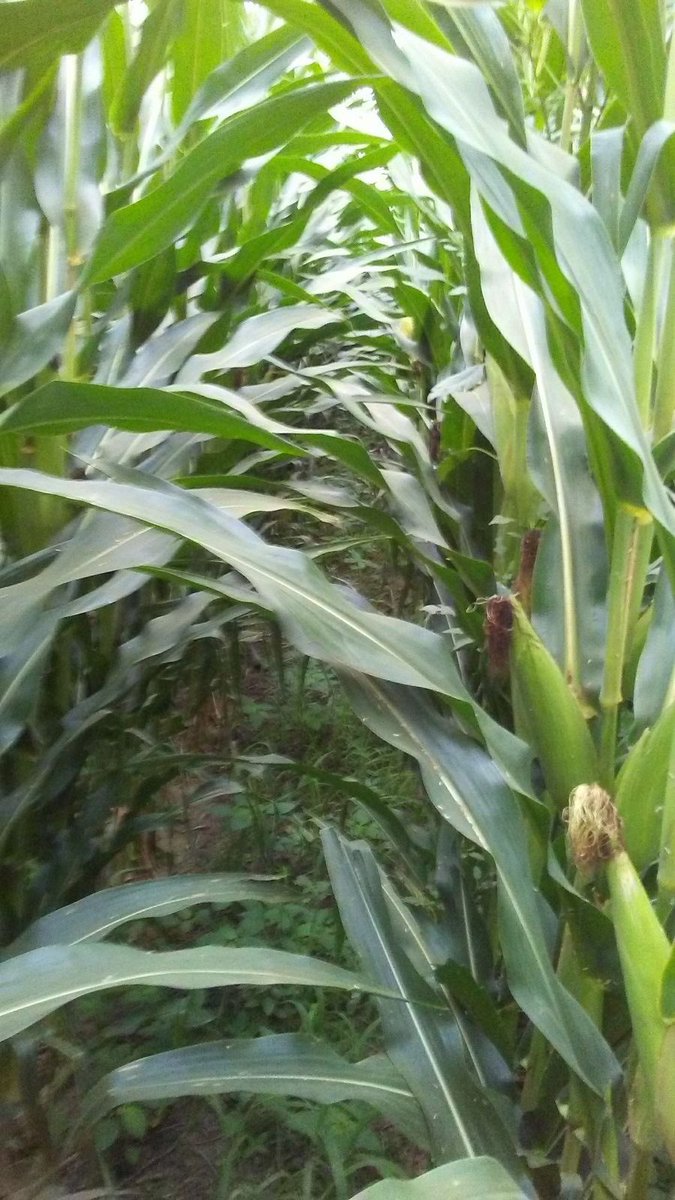 matiasaseg's tweet photo. Irrigated versus dryland #Corn in the same field. Perry (KS). @KSUCrops https://t.co/oRxUFClXuu