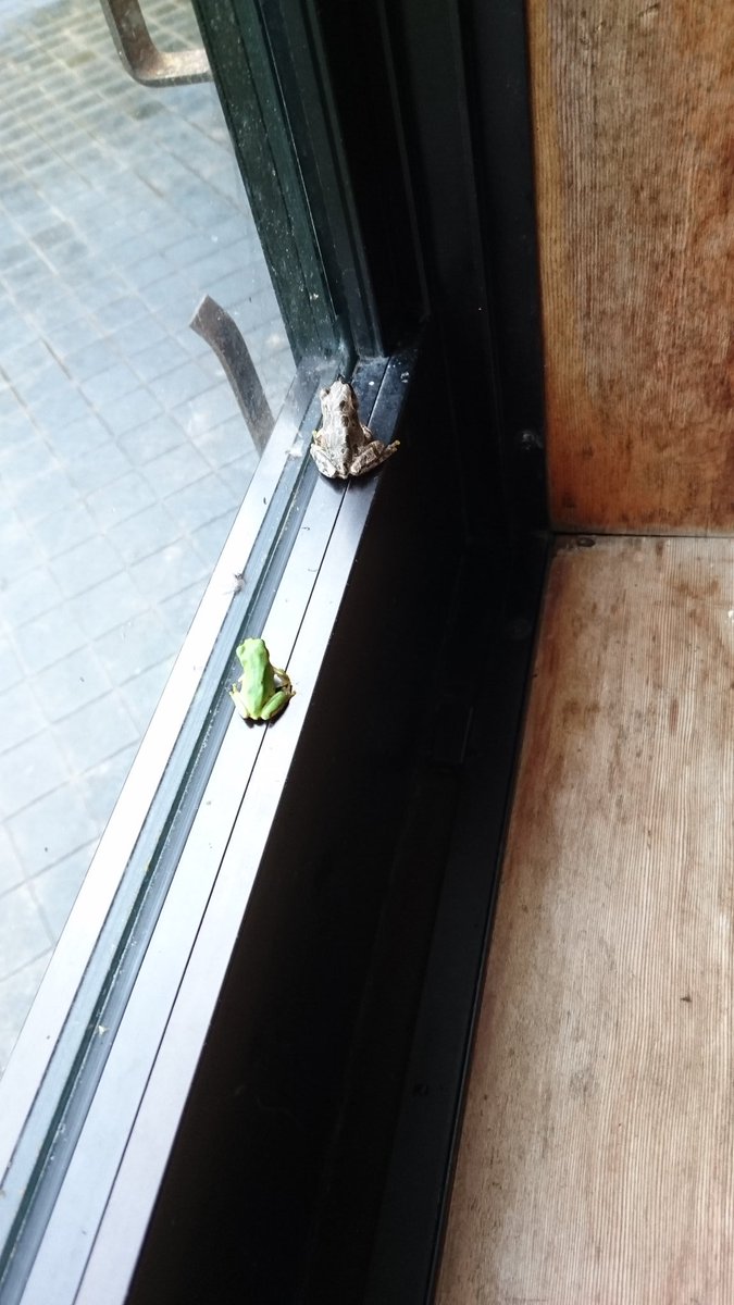 名無ノ作者 美佐島駅 カエル ほくほく線 十日町市 澤穂希 今日の美佐島駅カエル 先輩の背中を追う後輩カエル この光景を見て女子サッカー澤穂希さんの名言 苦しい時は私の背中を見てを思い出したなかなか言えない男前な名言です