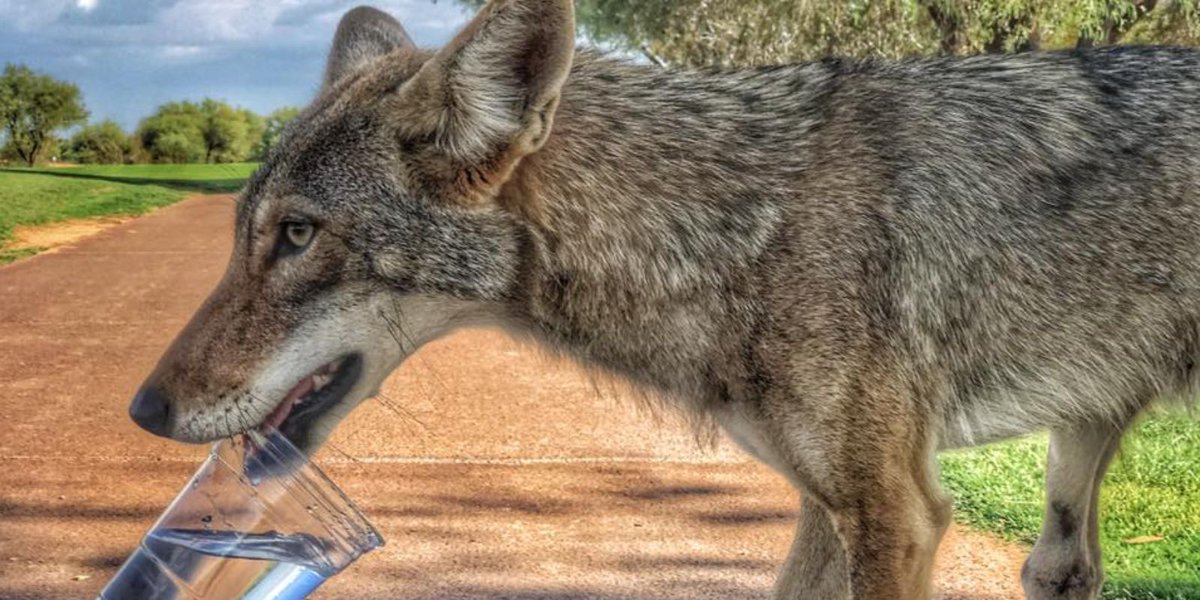 meetbradspeck's tweet photo. *Yikes* Coyote approaches golfers in #Scottsdale, Internet-worthy moment happens https://t.co/2lzsP2OTfh #golf #arizona https://t.co/ggXFjsBWAa