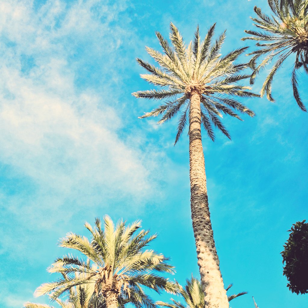 velveluaces's tweet image. Desde #miColima

#HazRepública