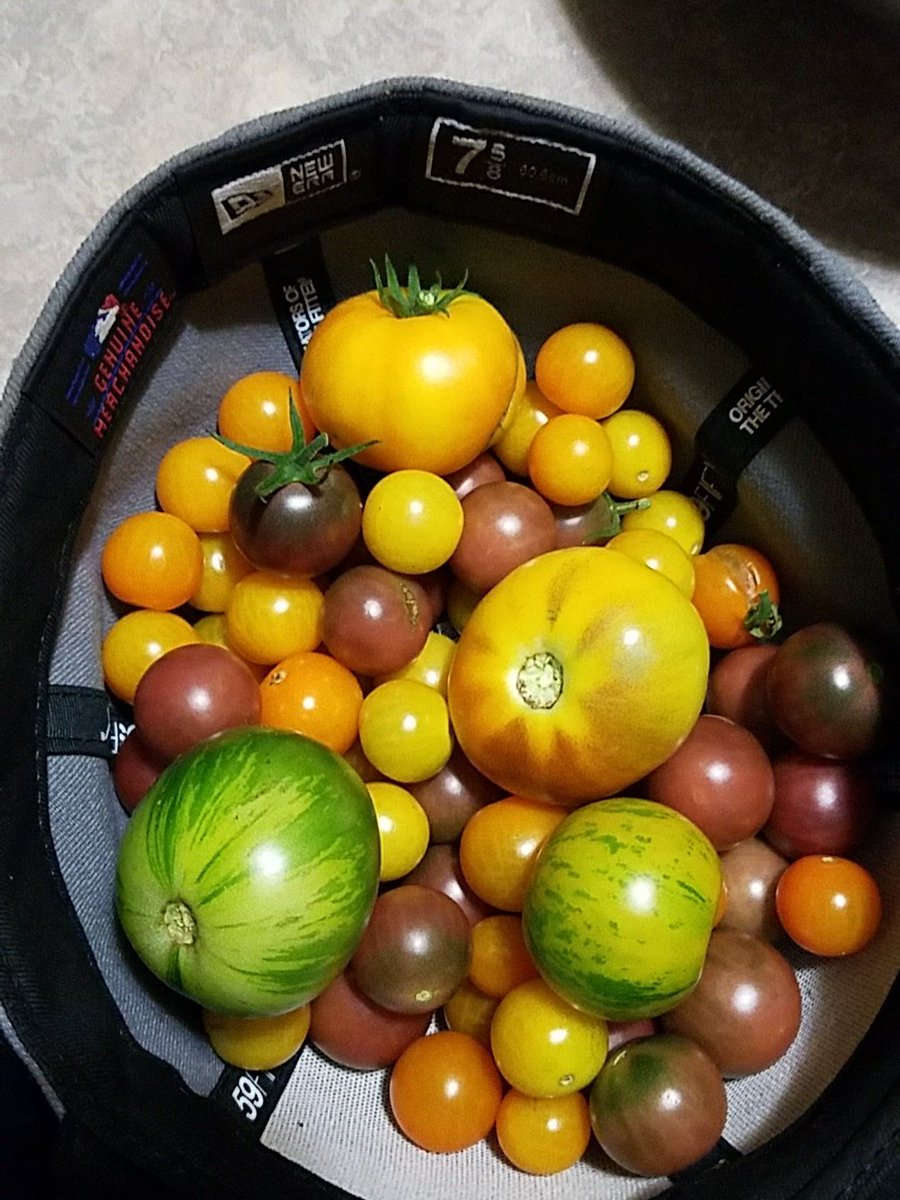 Leaving work like...

#organic #heirloom #Tomatoes #planterboxes #urbangardening #freshfood #shoplocal #eatlocal #Hilliard #Ohio