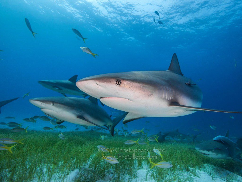 MsMalloryAdvent's tweet photo. 10 Animals More Likely to Kill You Than Sharks https://t.co/EJeTKZWemV https://t.co/wby1wUal8a