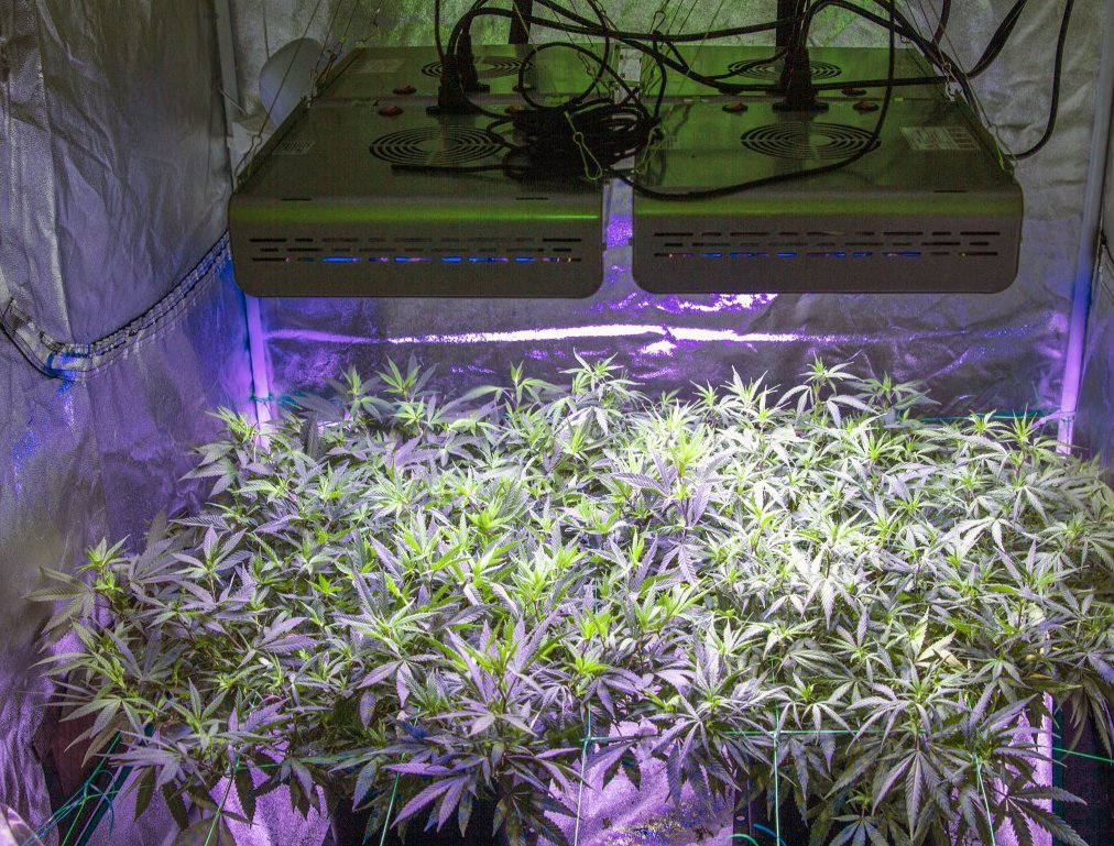 MarsHydroLight's tweet photo. #marshydrolight #MarsProIIEpistar80 growing coupon code:sara
https://t.co/t5op4W1Klj https://t.co/kmBcihLDuZ