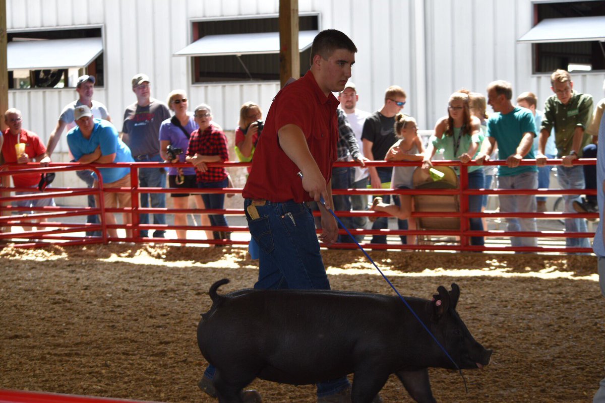 FairlawnFFA's tweet photo. CONGRATULATIONS to all of our hog exhibitors today! #ShelbyCountyFair #MarketHogs #FairlawnFFA https://t.co/Thr2SOoUJo