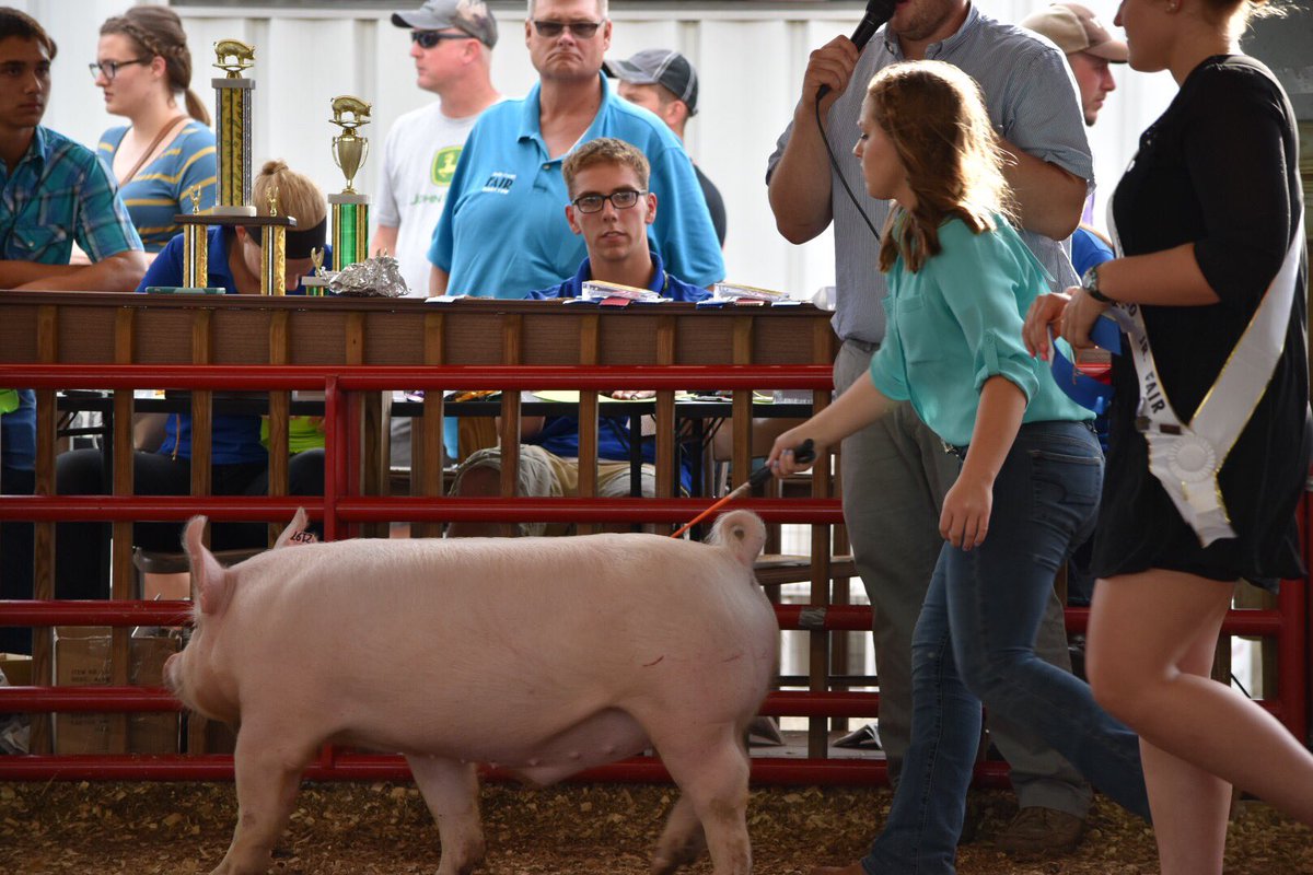 FairlawnFFA's tweet photo. CONGRATULATIONS to all of our hog exhibitors today! #ShelbyCountyFair #MarketHogs #FairlawnFFA https://t.co/Thr2SOoUJo