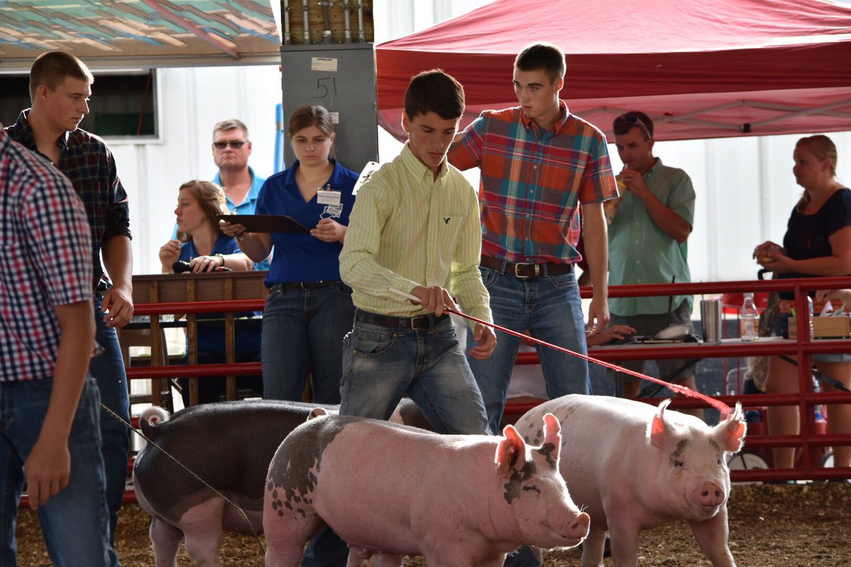 FairlawnFFA's tweet photo. CONGRATULATIONS to all of our hog exhibitors today! #ShelbyCountyFair #MarketHogs #FairlawnFFA https://t.co/Thr2SOoUJo