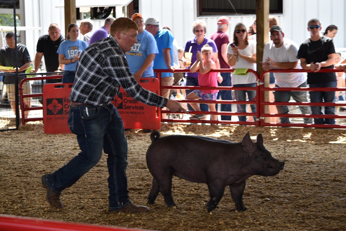 FairlawnFFA's tweet photo. CONGRATULATIONS to all of our hog exhibitors today! #ShelbyCountyFair #MarketHogs #FairlawnFFA https://t.co/Thr2SOoUJo