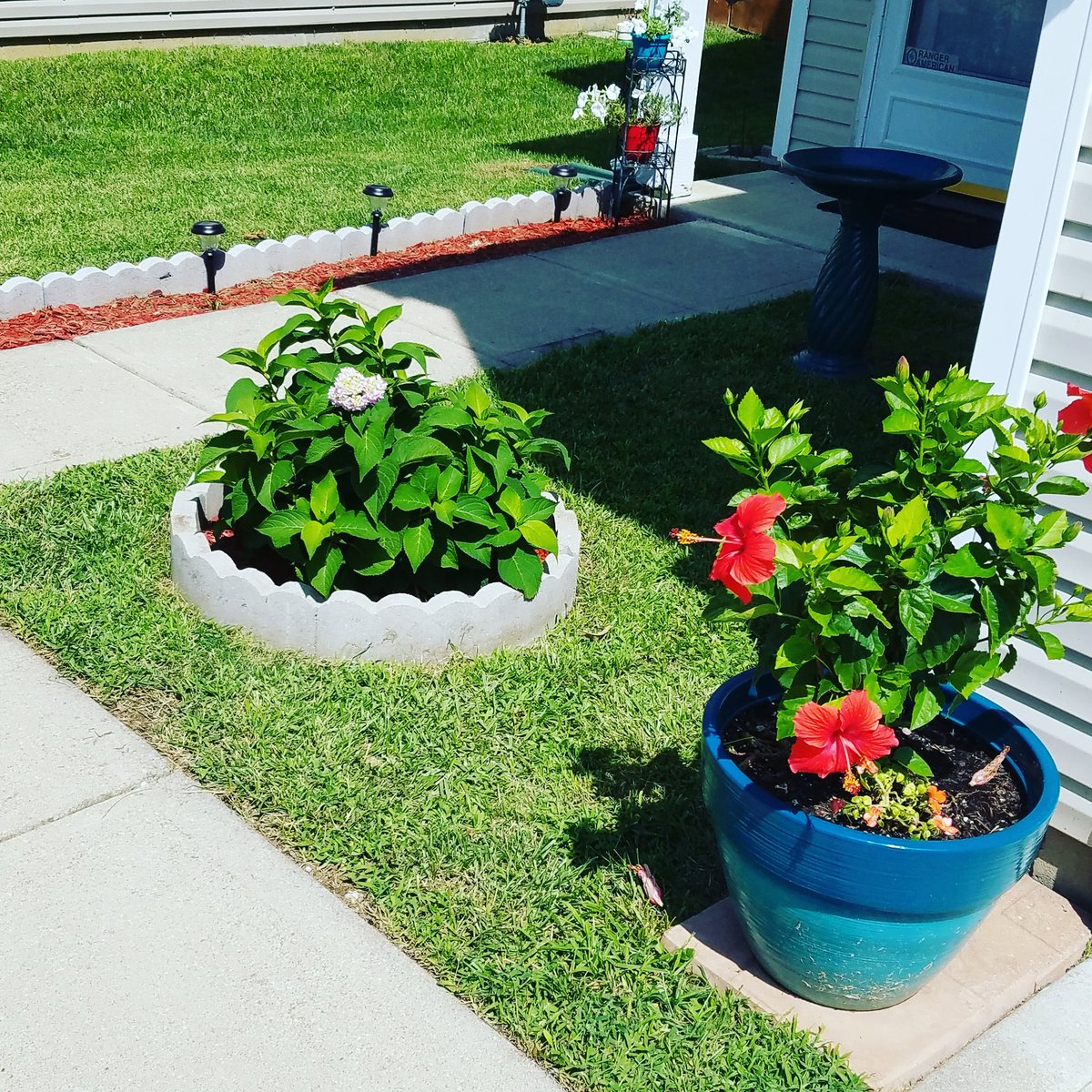 keepcoolin13's tweet photo. #gardening #mygarden #braidedhibiscus #hydrangea #greenthum when my mother died she left a new love to grow. https://t.co/Z15boPmj1A