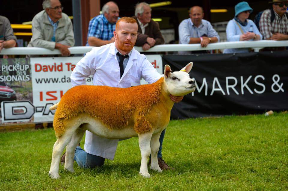 iandicko73's tweet photo. This chap managed to dye his sheep to match his own hair, which I thought was rather good. https://t.co/oMlPvxCCWl