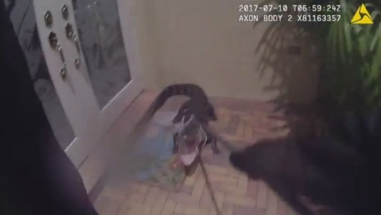 Boynton Beach police officer captures gator outside home bit.ly/2u0dZZw https://t.co/7CbvJfCql5