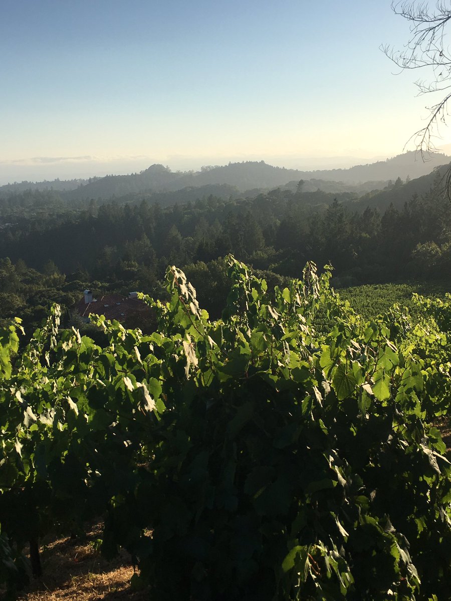 PeaceLandWines's tweet photo. #Malbec overlooking #Chardonnay #grapes as well as the city of #SantaRosa #sonomacounty #fountaingrovedistrictava #california https://t.co/5FlhsYqHmQ