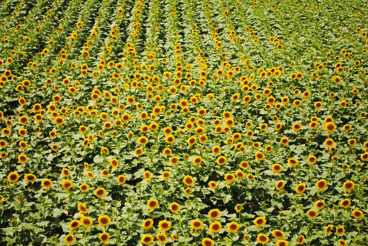 techloveio's tweet photo. Checkout the lovely sunflowers blooming in one of our favorite #webdesign clients fields. So beautiful! Happy summer everyone. #sunflowers https://t.co/L3svuVteVG